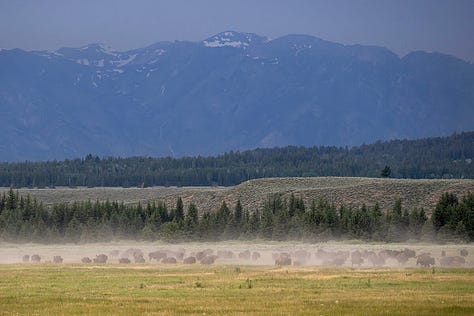 Photo 1- Mama and baby moose in tall grass; Photo 2- Lone bison against mountain backdrop; Photo 3- her of bison; Photo 4- 2 male bison locked heads during the bison rut; Photo 5- bison herd among the dust they kicked up; Photo 6- Mama and baby bison against the mountain backgdrop