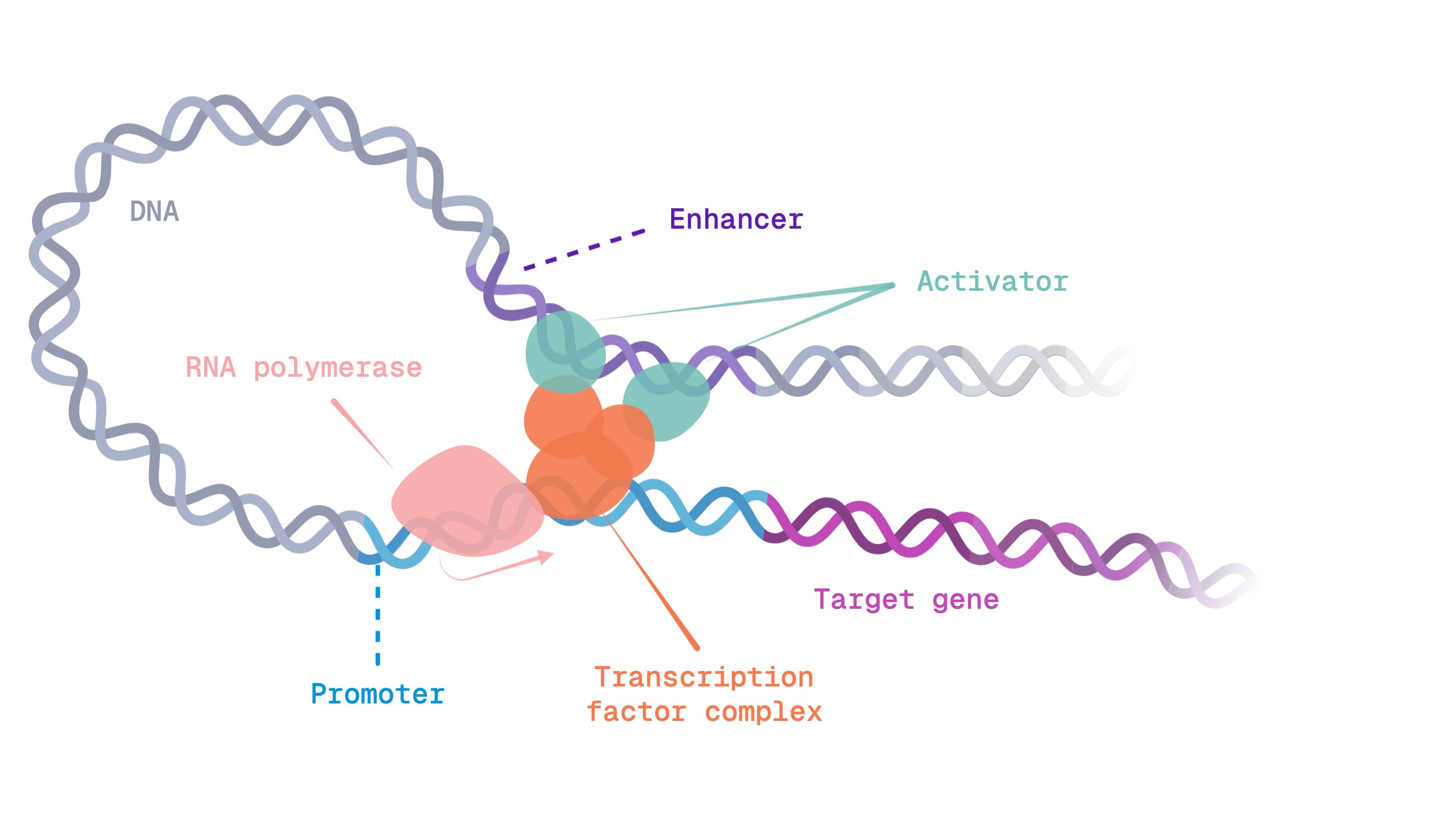 Transcriptiefactor Let the Biology Lead: Transcription Factors as a Roadmap for Drug Discovery