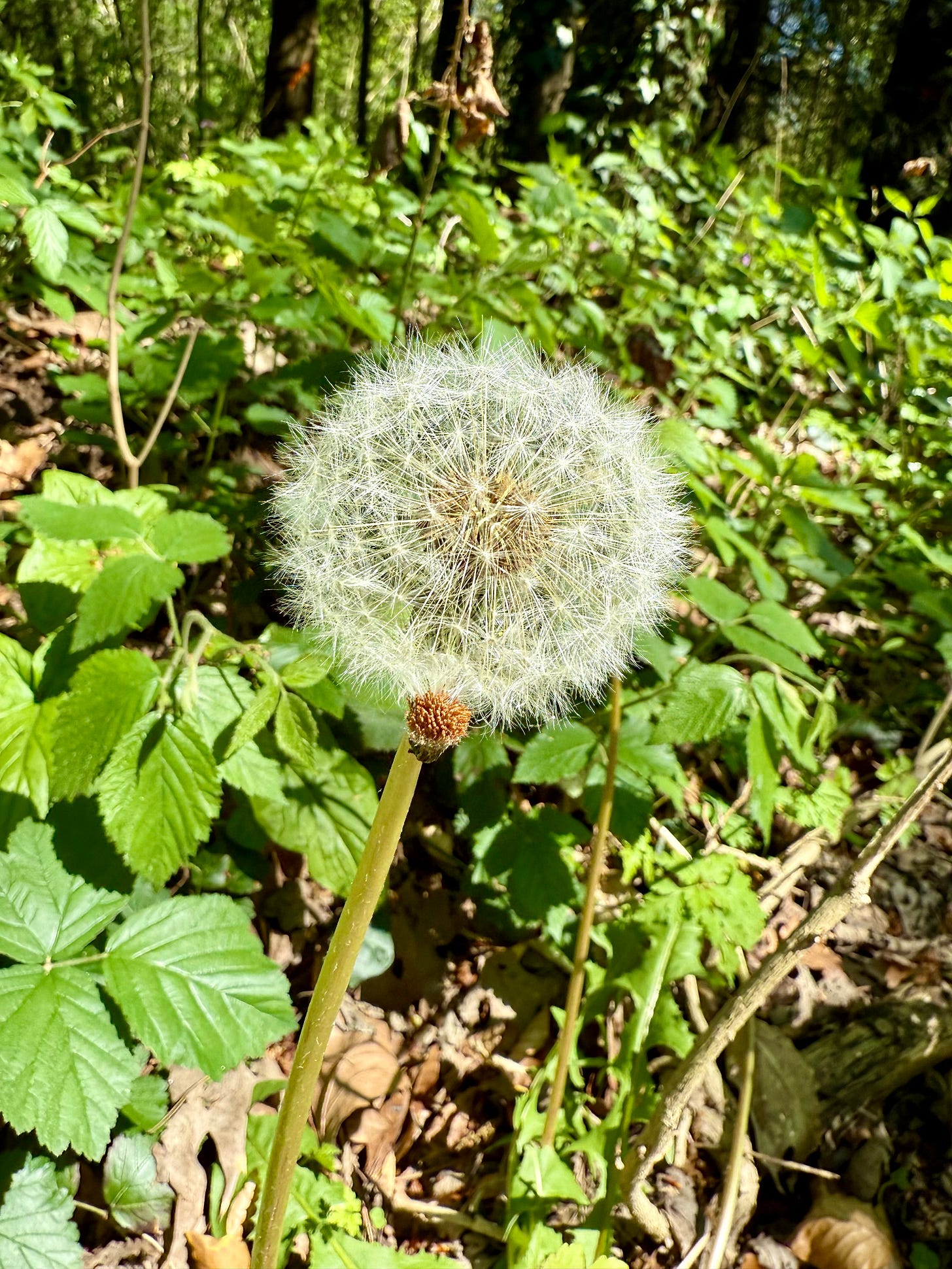 dandelion seedhead