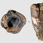 Anthropology.net