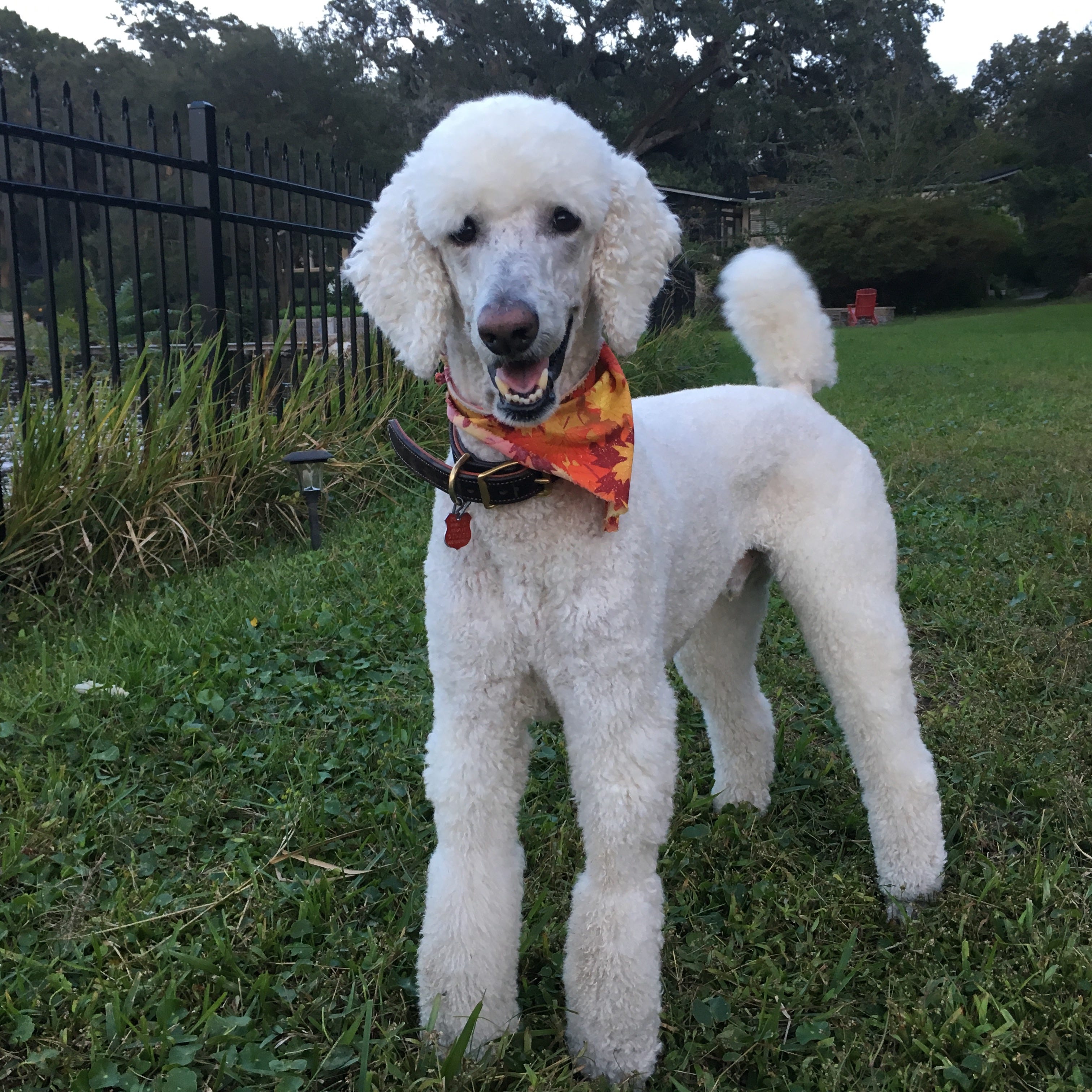 Radical Green Zealots