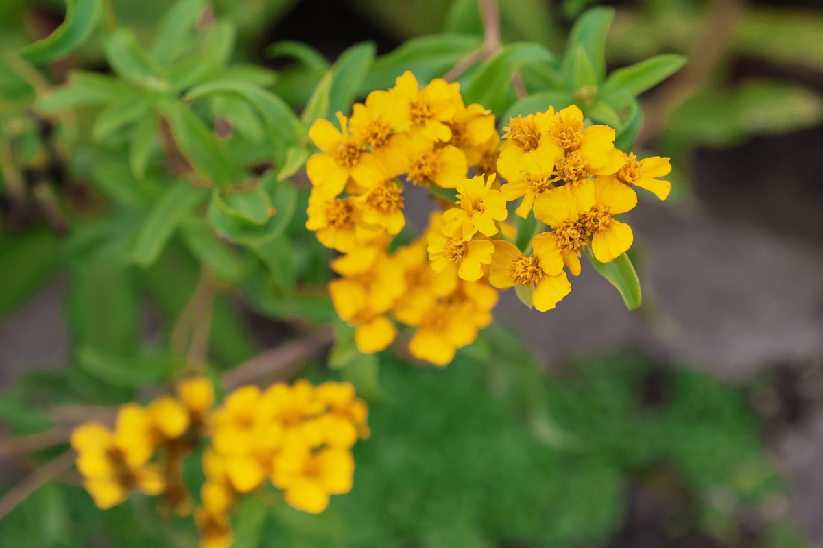 sweet / mexican marigold plants sweet / mexican marigold plants