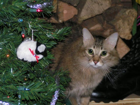 Chase Christmas Cats At Christmas Chase Christmas Cats At Christmas