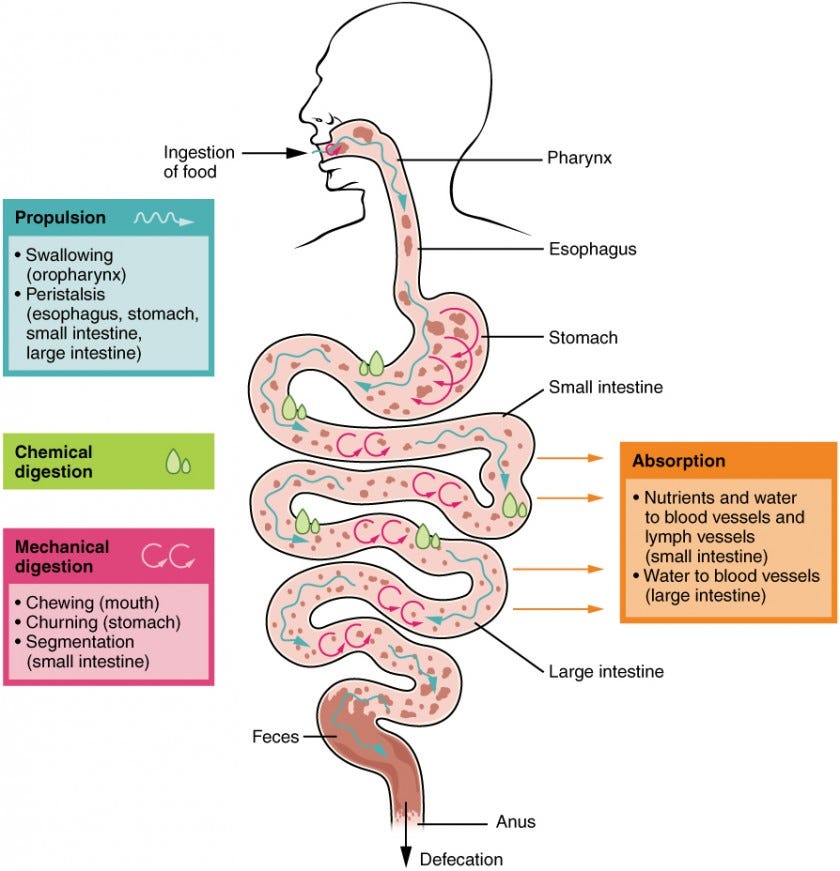 List Digestion Process Feeling Stuffed? The Science of Digestive Bitters and Post-Meal Relief