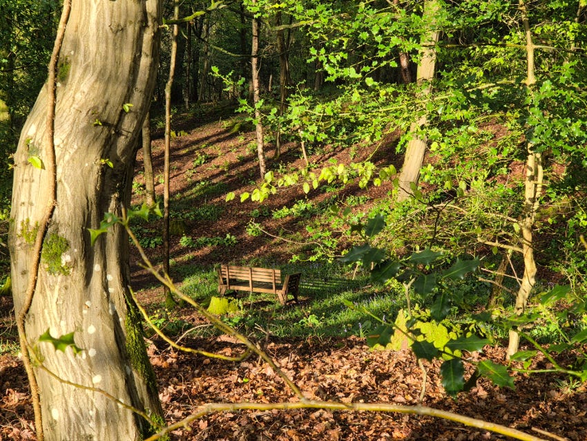 Seat in the woods at Veddw Garden