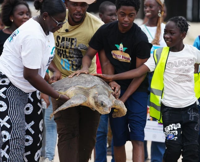 Espoir pour la biodiversité : Des tortues marines libérées à Lagos