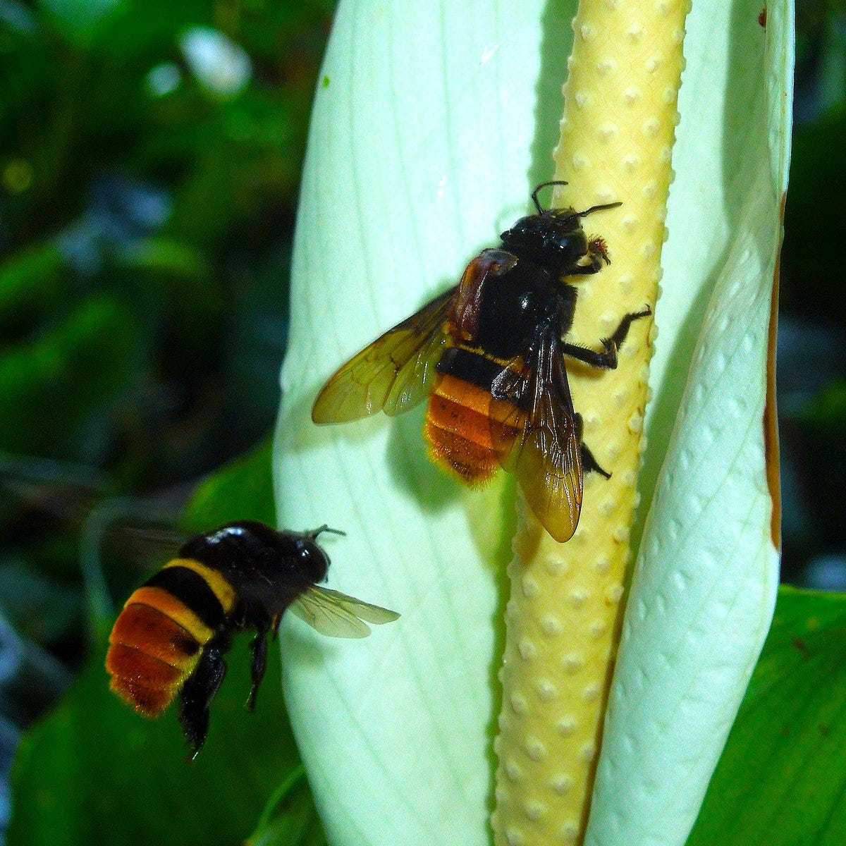 Artwork for My Dioptrical Beehive