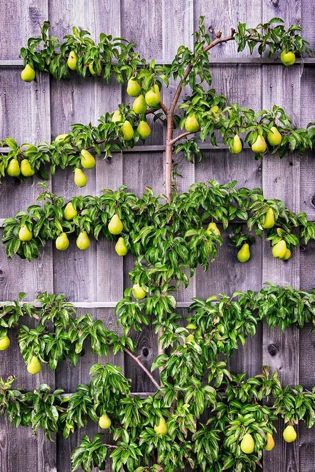 How to espalier fruit trees