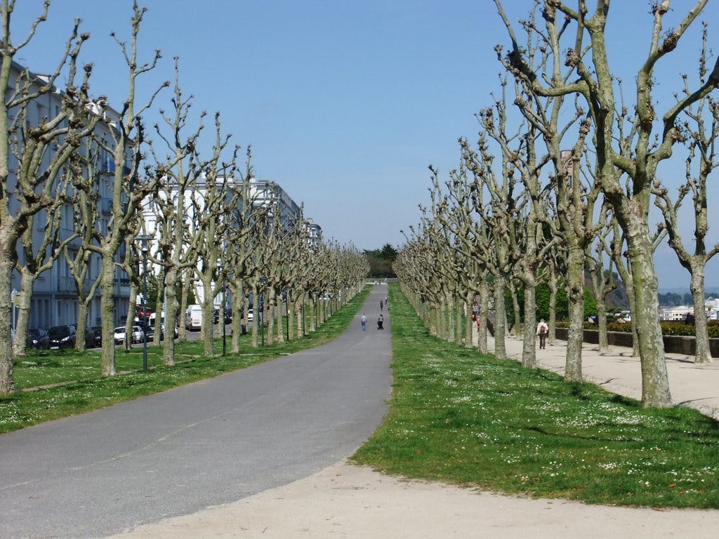 Pollarded Plane Trees