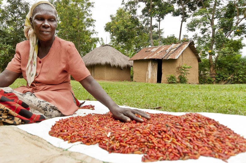 Mace Foods' raw chilis are produced by small-scale farmers. Mace Foods' raw chilis are produced by small-scale farmers.