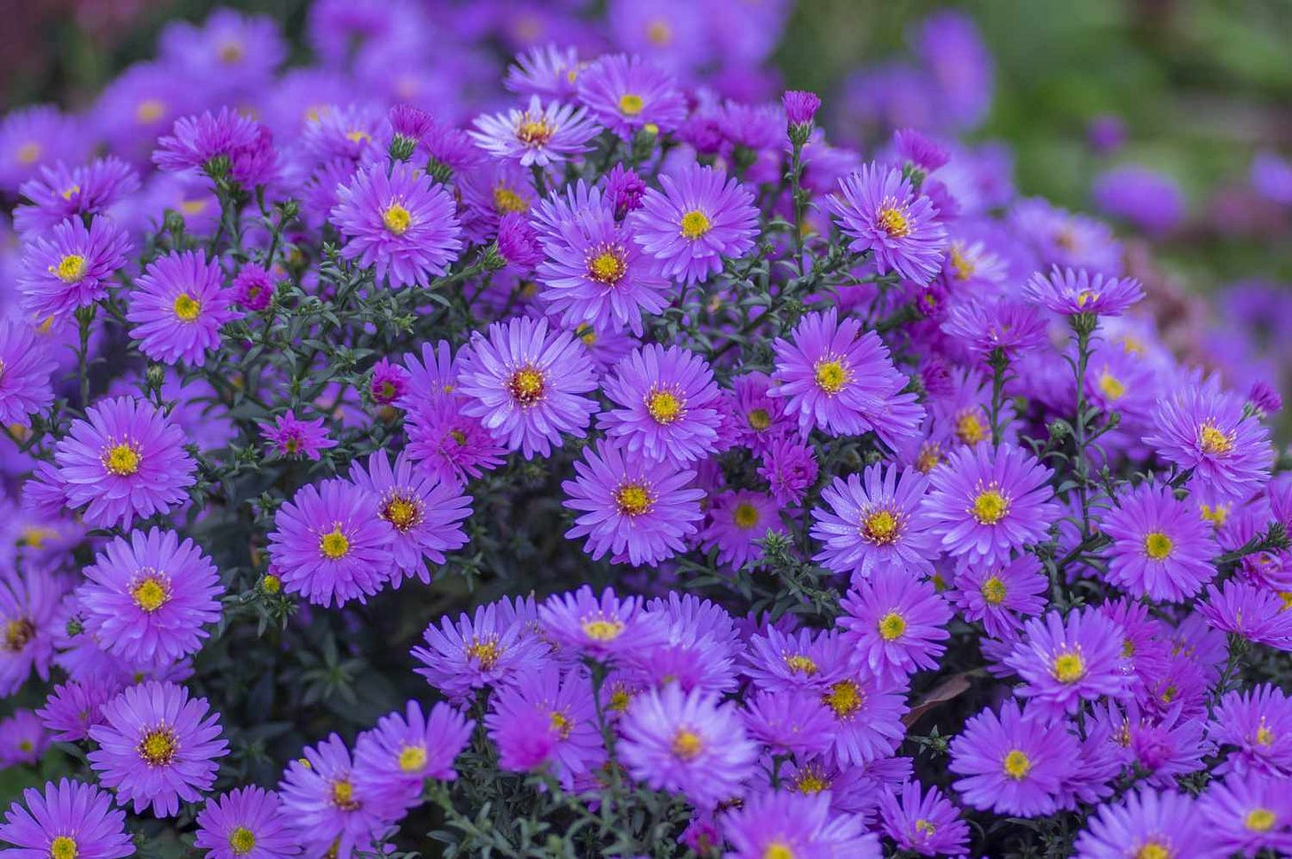 How To Grow And Care for Purple Asters