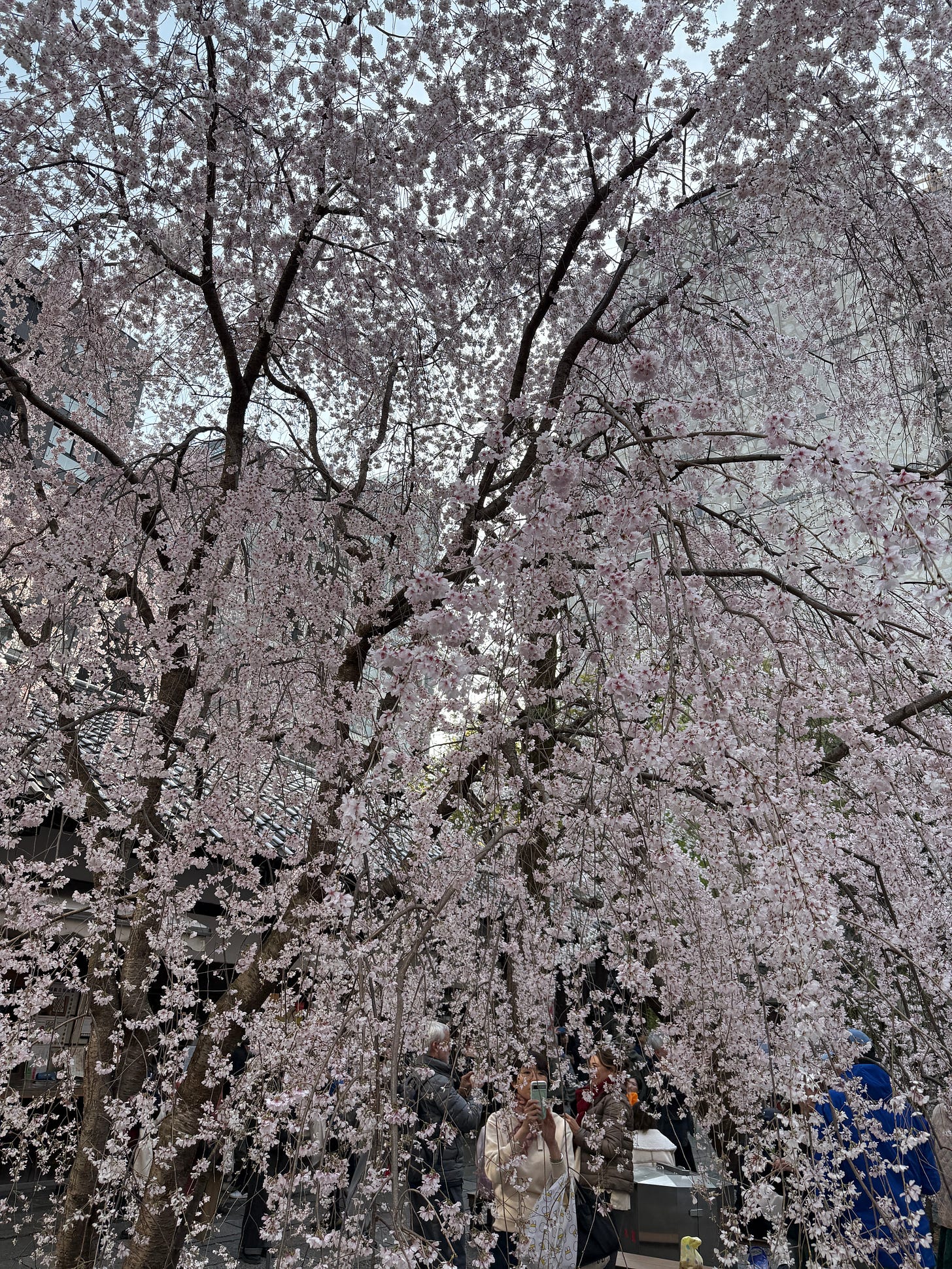 4268D2B8-0A4D-41CE-B305-3A28E4171CFF.jpeg 4268D2B8-0A4D-41CE-B305-3A28E4171CFF.jpeg