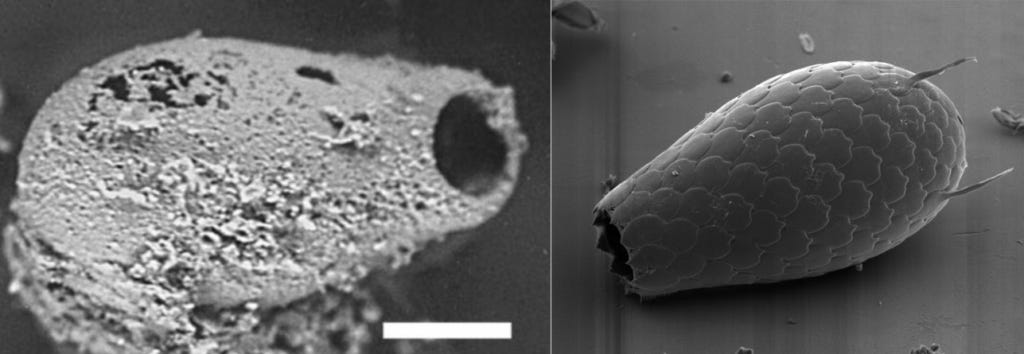 Testate amoebae make shells. On the left is an amoeba shell recovered from a 742 million year old sedimentary layer in the Grand Canyon. On the right is a modern specimen. Testate amoebae make shells. On the left is an amoeba shell recovered from a 742 million year old sedimentary layer in the Grand Canyon. On the right is a modern specimen.