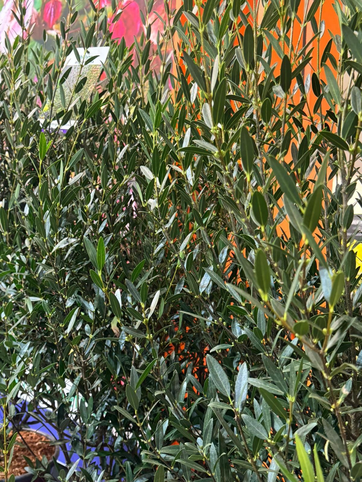 christmas lily plant Buy Liriope Muscari Christmas Tree Lily Turf Plant Online