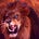 Courageous Lion's avatar