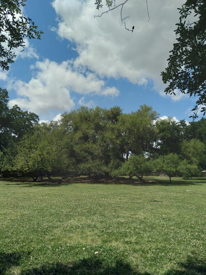 The Tree of Life, a sprawling oak tree, seen at a short distance.