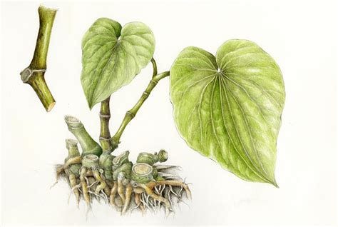 Botanical drawing of kava plant and root (Piper methysticum)