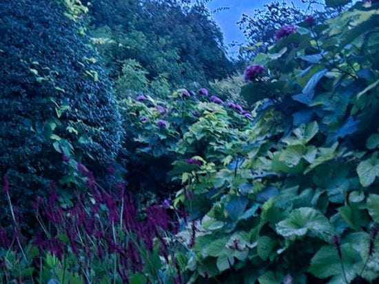 garden at night 