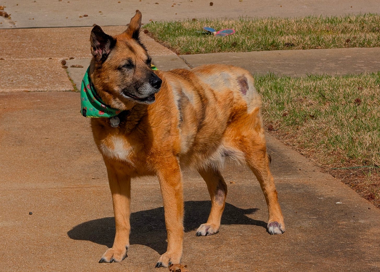 Athena, majestically standing on the driveway and looking to the side.