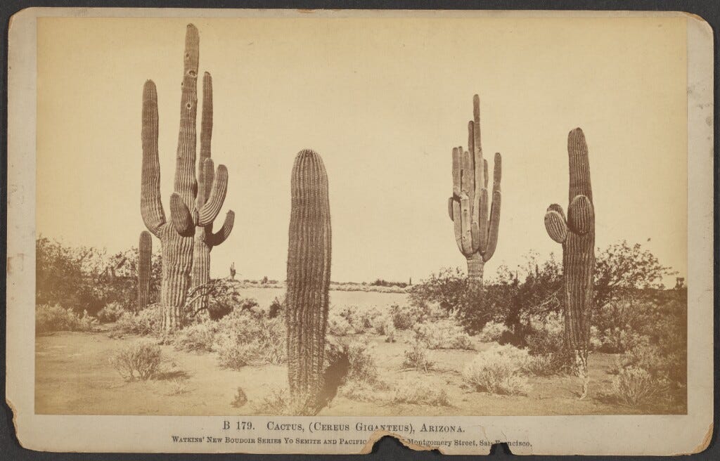 The Arizona desert in sepia, circa 1880, a landscape of tall saguaro and low desert shrubs The Arizona desert in sepia, circa 1880, a landscape of tall saguaro and low desert shrubs