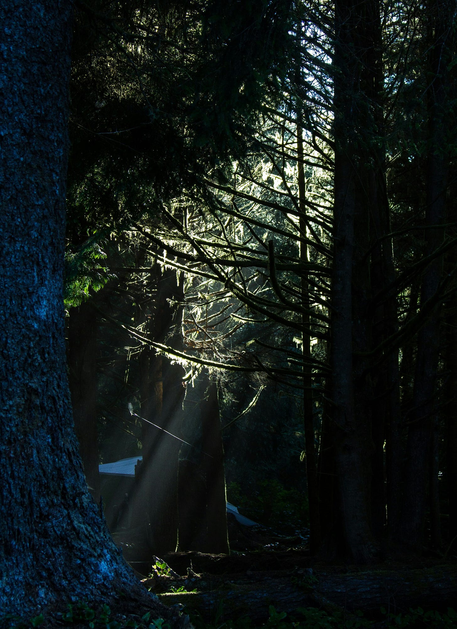 Sunbeams cutting through a dark evergreen forest Sunbeams cutting through a dark evergreen forest