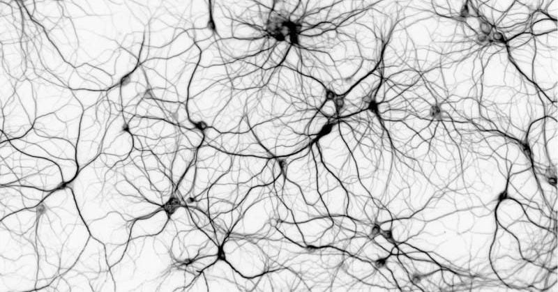 The Forbidden Knowledge About How Your Brain Actually Works