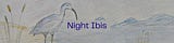 Night Ibis