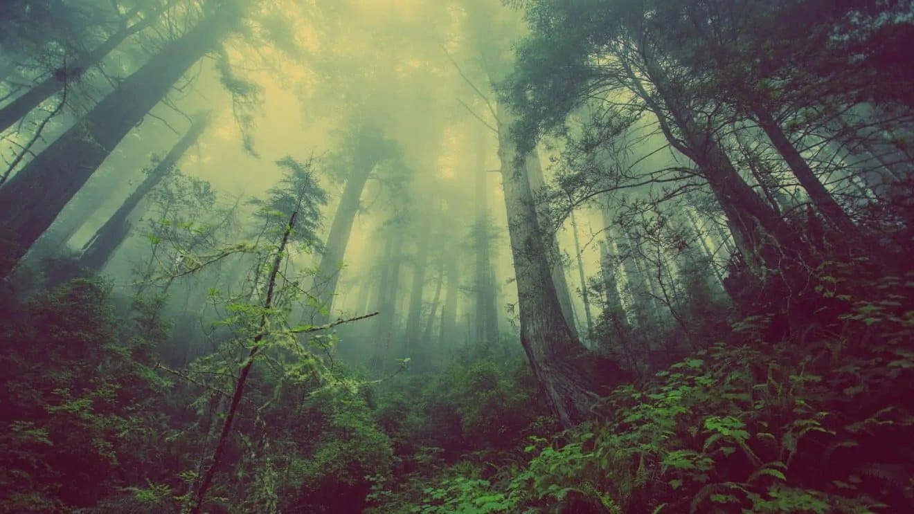 40 Ecology Facts That You'll Be Interested To Know