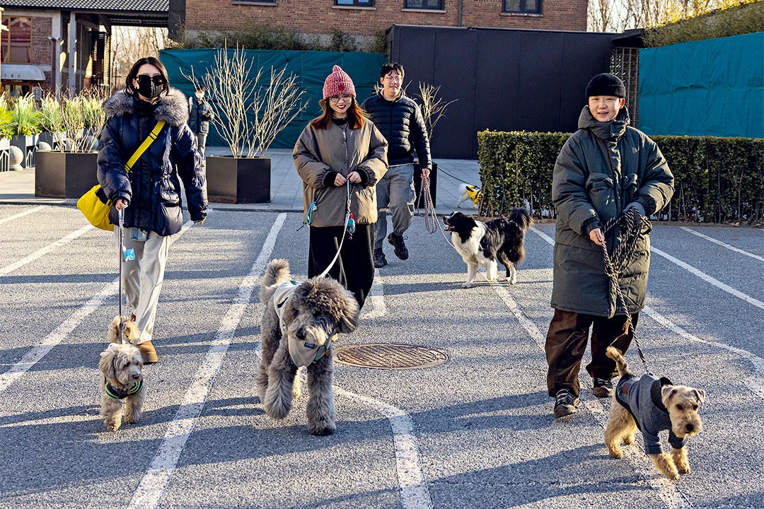 Last year, China’s urban pet population surpassed the number of children under 4 in the country.