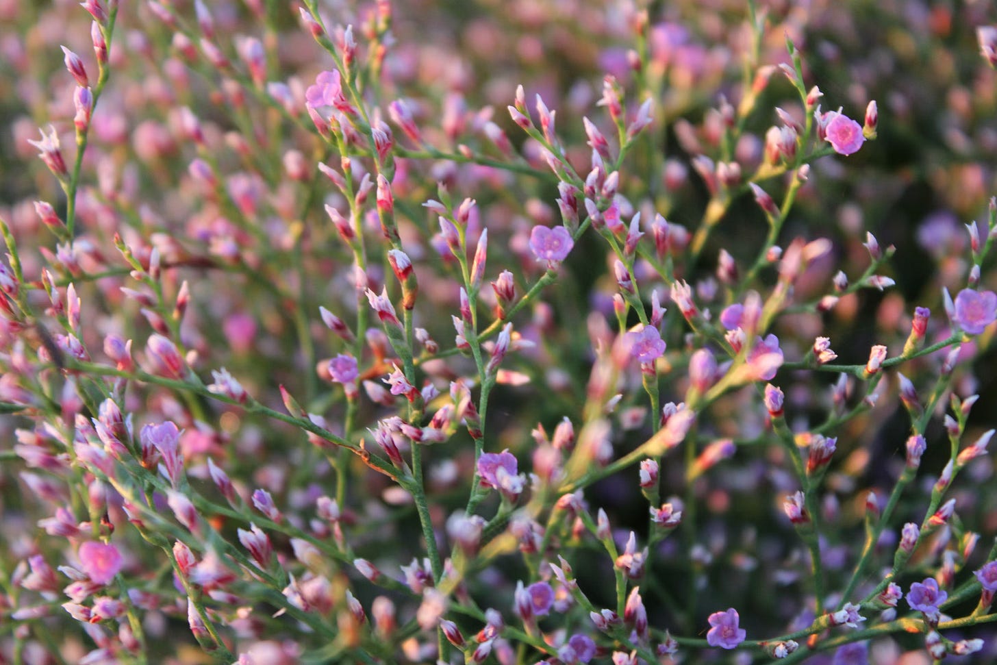 The buds of pinkish-purple flowers known as Sea Lavender.
