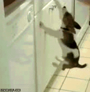 Cliffhanger Dog Will Never Let Go - Señor GIF - Pronounced GIF or JIF?