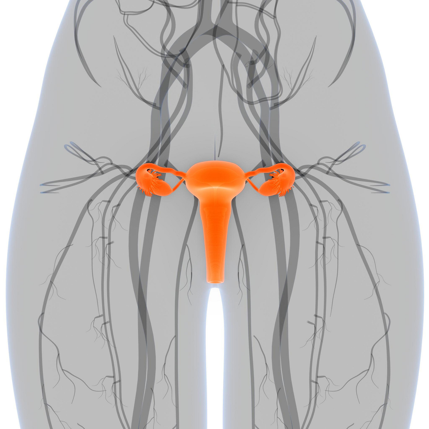 Female Reproductive System with Nervous System Anatomy