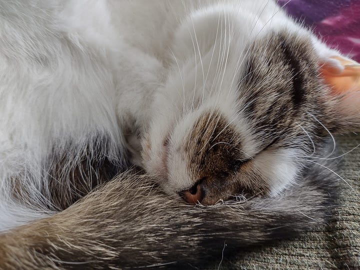 A gif of a blonde woman falling alseep at her desk, a photo of a tabby and white cat curled up sleeping, close up on the nose