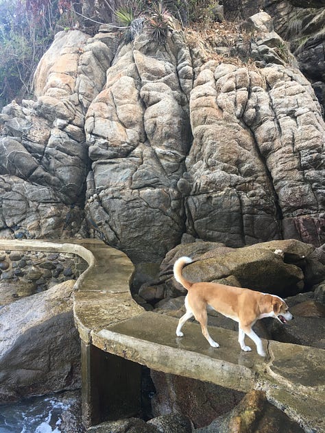 photos of Lody, a brown and white mutt with a very adorable face, in various places around the world