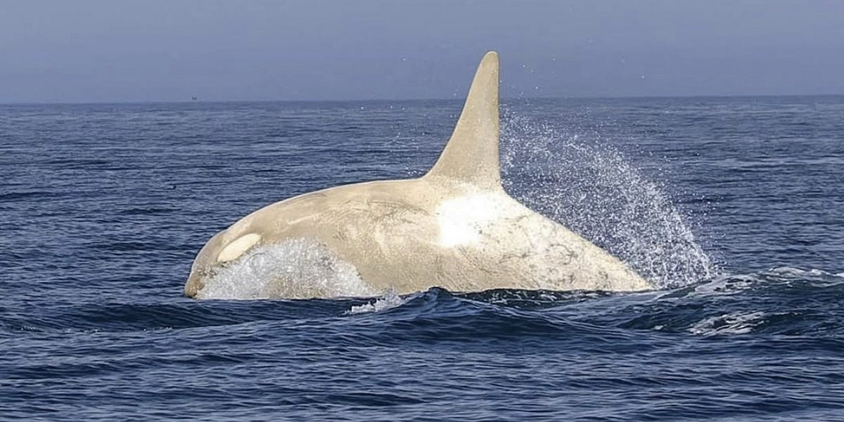 That whale sure looks fake, even if it’s real...