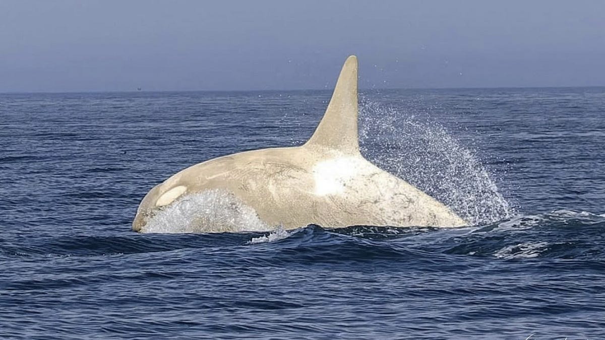 That whale sure looks fake, even if it’s real...