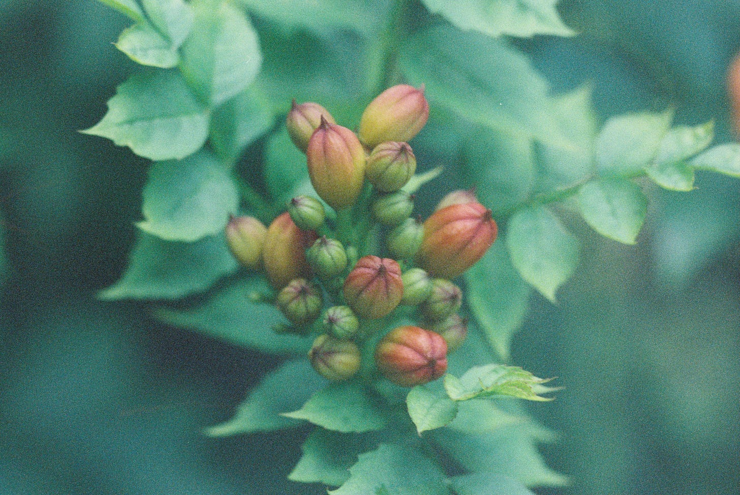 Crossvine buds ready to bloom