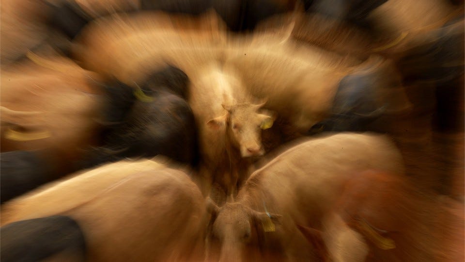A photo zoomed in on the face of a brown cow in the center of a blurry herd