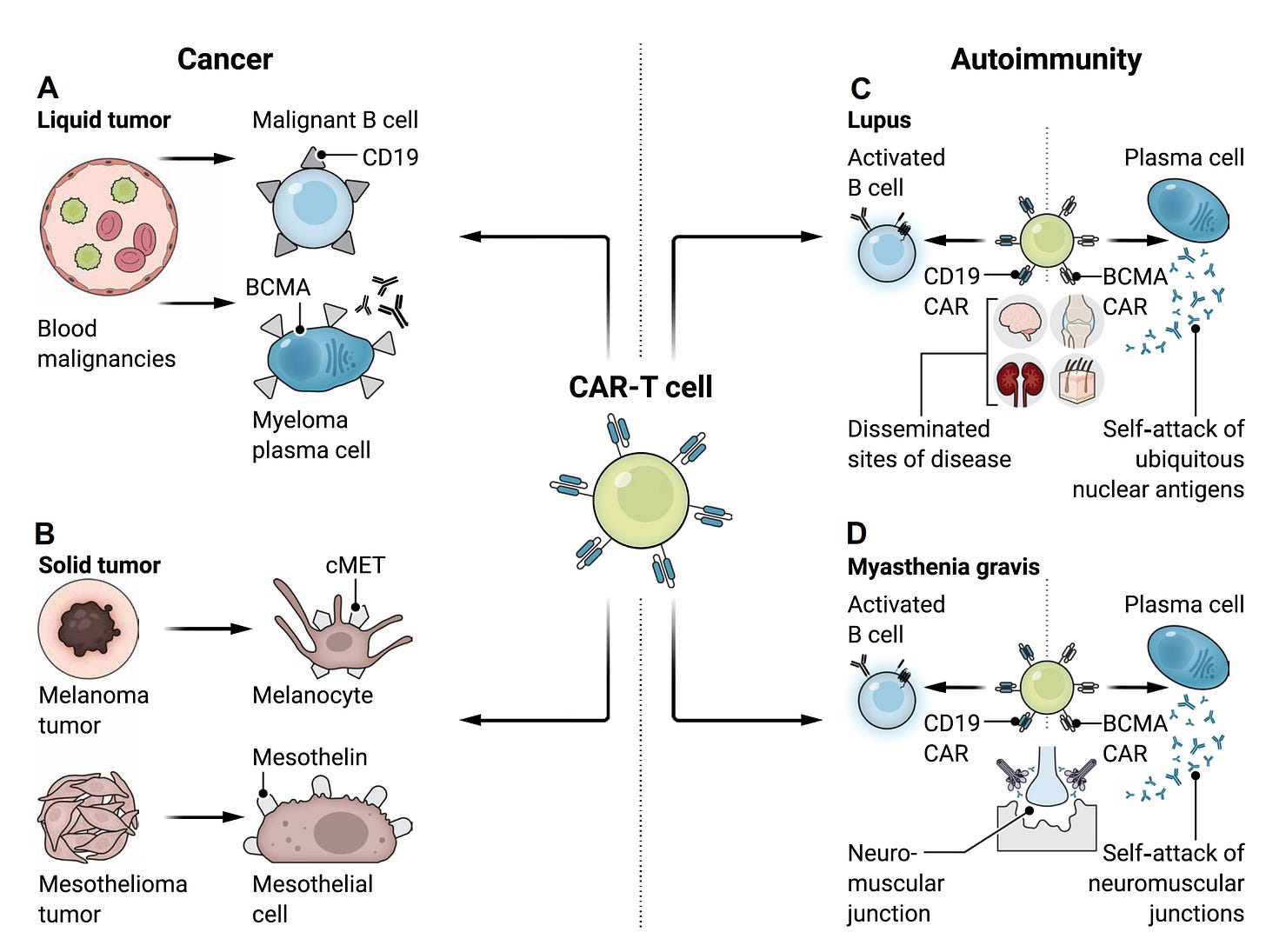 The Exhilirating Movement From Treatment to Cures for Autoimmune Diseases