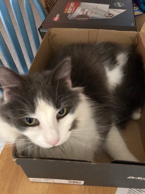 Newman's favorite poses & sleeping areas