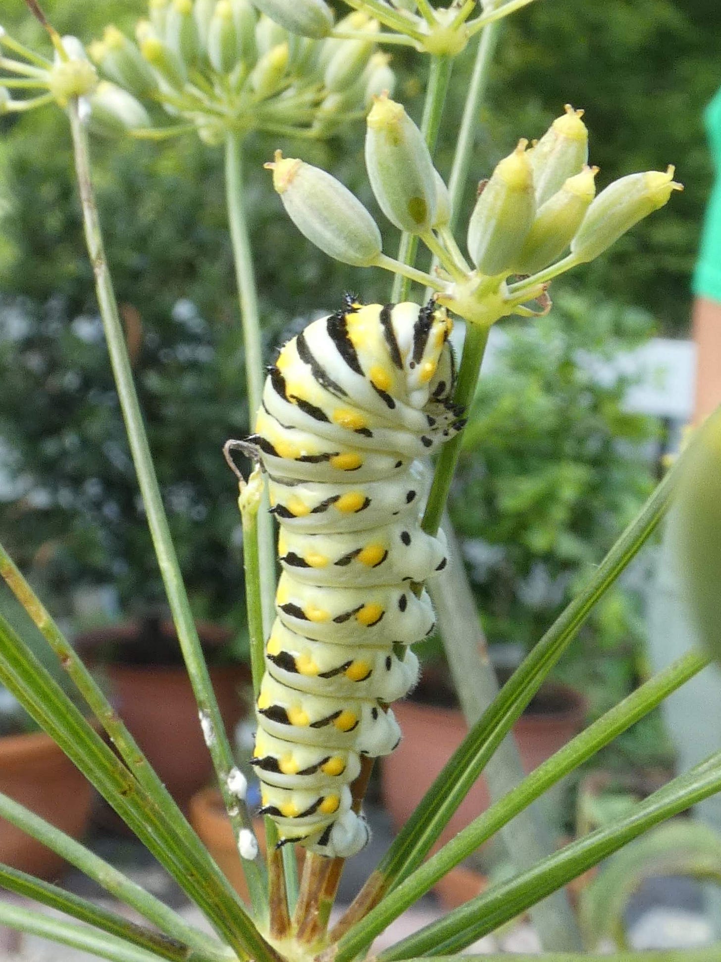 Black swallowtail caterpillar on dill