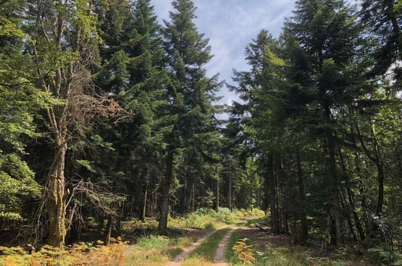 Getting to the bottom of fungal functions across Earth's forests