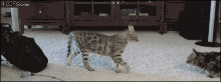 you're it animals gif | WiffleGif