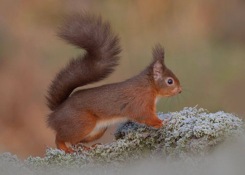 File:Red Squirrel - Flickr - cazalegg (6).jpg