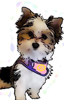 Cartoonized picture of a Biewer Terrier dog wearing a harness with a “D” emblazoned on the front.
