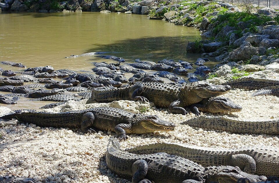 File:Alligators - Everglades Alligator Farm - Florida City, Florida - DSC09189.jpg