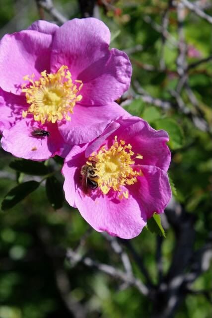 A bee and flies on a native rose  flower