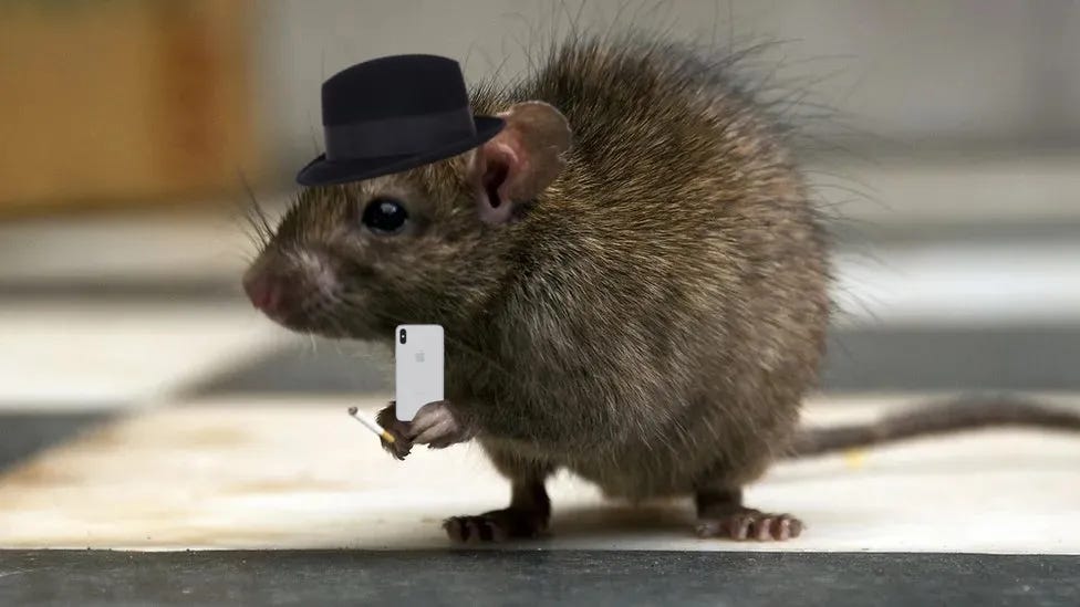 A rat with a poorly photoshopped fedora holding an iPhone and a cigarette