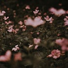 Eco-anxiety or cultural apocalypse