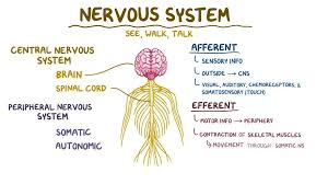 Nervous system anatomy and physiology ...